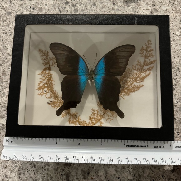 Real Butterfly in frame - Picture 4 of 5